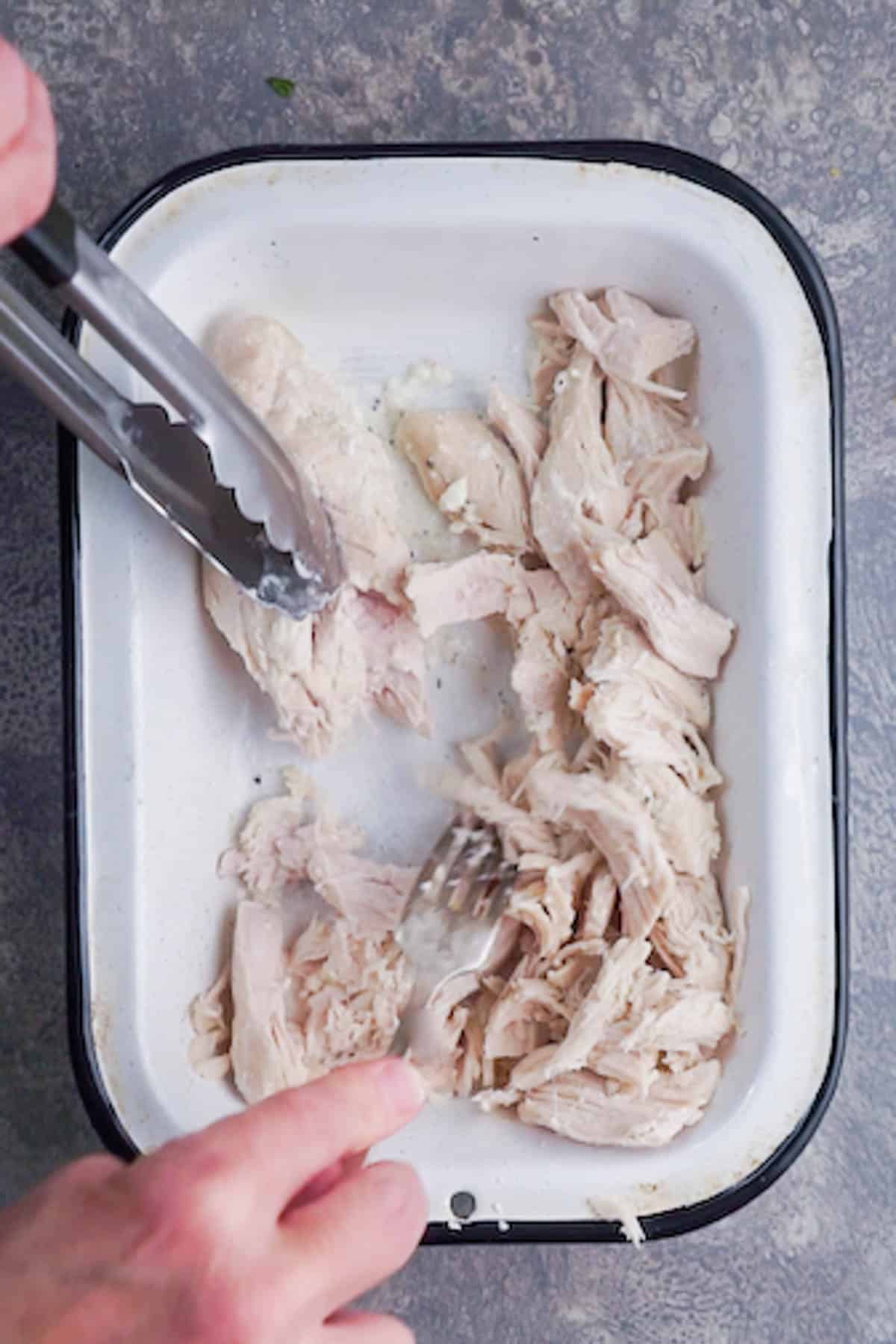 chicken breast in white pan being shredded with utensils