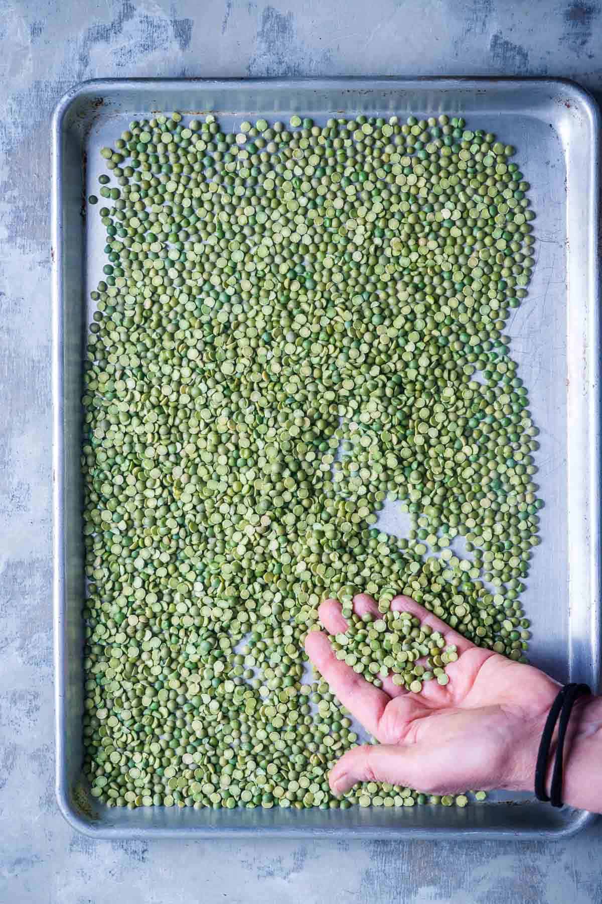 dried green split peas are sorted by hand on a sheet pan